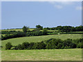 Pasture south-west of Swyddffynnon, Ceredigion