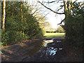 A track along the northern edge of Sutton Park emerges from holly woodland