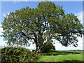 Magnificent ash tree by footpath south of Storrington