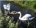 Swan family, Middle Lane