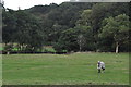 North Devon : Grassy Field & Horse