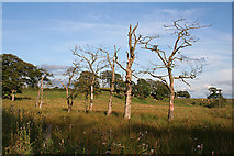 NS7872 : Dead Trees by Anne Burgess