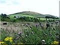 Clear felled forest land at Mourne Wood