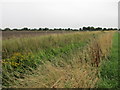 Roadside drain at Greenoak