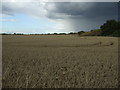 Crop field north of Cheapside