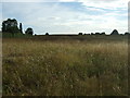 Farmland and hedgerow off Cheapside