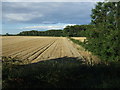 Looking towards Suddle Wood