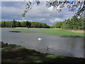 N5406 : Emo Lake - Grounds of Emo Court near Port Laoise by Colin Park
