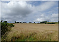 Wheat field east of Craven Arms, Shropshire