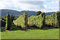 Modern hop field near Upper Town End Farm