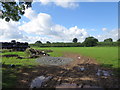 Field at Catley Cross