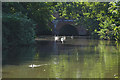 Swans by Town Bridge, Godalming