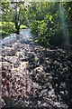 The River Eden near Nateby