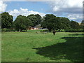 Grazing towards Chestnuts Farm