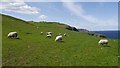 NT9068 : Sheep near St Abb's Head by Richard Webb