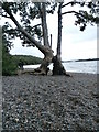 Root Exposed Oak at Milarrochy Bay