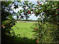 TQ1020 : Path going west from Cattlestone Farm under arch of berries by Shazz