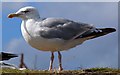 SH7683 : A European Herring Gull on the Great Orme by Steve Daniels