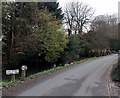 Slow Please - Ducks on Road, Castle Combe