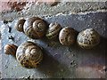 SD5186 : Snails under the railway by Karl and Ali