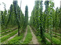 Hop fields, Boughton-under-Blean