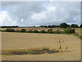 NY8565 : Field of wheat near West Brokenheugh Farm by Oliver Dixon