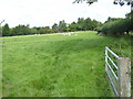 Footpath goes north through sheep field to Ashington