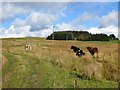 Cattle, Redfordgreen