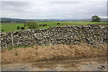 NY5805 : Dry stone wall beside minor road north of High Whinhowe by Roger Templeman