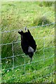 Hooded crow (Corvus cornix) caught on barbed wire