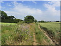 On the Essex Way, E of Pleshey Bridge, Essex