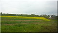 Fields Near Elm Cottages, Chelmsford