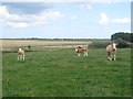 Cattle grazing at Tughall Grange