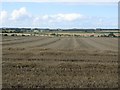 NU2129 : Straw waiting to be baled by Graham Robson