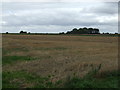 Stubble field near Car Dyke