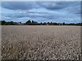 SK2816 : Wheat Field Overlooking Linton Heath by Jonathan Clitheroe