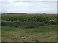 Crop field, Martin Fen