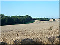 Wheat field north of Hemel Hempstead
