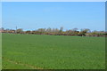 Farmland, Birdham