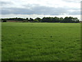 Grazing near Scopwick