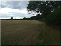 Stubble field and hedgerow