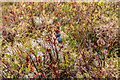 SO1451 : Bilberries growing on Moorland near Cregrina, Powys by Christine Matthews