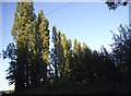 Row of trees by Sheepcote Lane, Hockenden