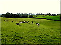 Cows in a field, Skelgagh