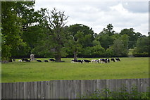 TQ5446 : Cattle, Hall Place by N Chadwick