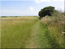 TM2229 : On the Essex Way - Path leading down to the coast from Little Oakley near Harwich by Colin Park