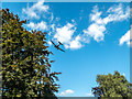 Dakota Fly Past at Classic Car Show, Capel Manor, Enfield