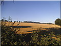 Field by White Hill, Whelpley Hill