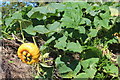 Squashes at Great Dixter