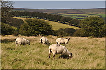 SS8536 : West Somerset : Exmoor Scenery & Sheep by Lewis Clarke